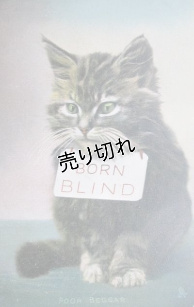 画像1: 昔の絵葉書　猫　BORN BLIND