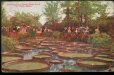 画像1: 絵葉書　TROPICAL LILY POND. COMO PARK (1)