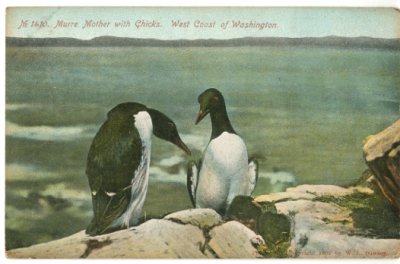 画像1: 絵葉書　No.1410. Murre Mother with Chicks. West Coast of Washington.