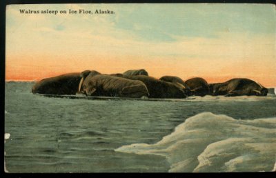 画像1: 絵葉書　Walrus asleep on Ice Floe, Alaska.