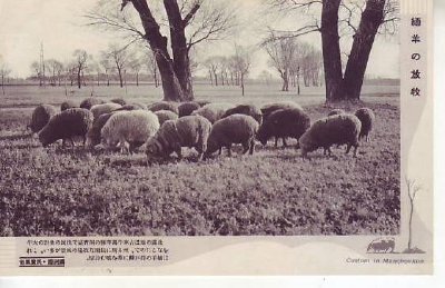 画像1: 絵葉書 満州国・民衆風俗 緬羊の放牧