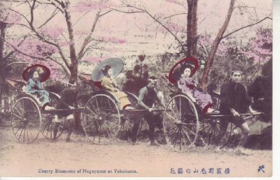 画像1: 絵葉書　横浜野毛山の櫻花