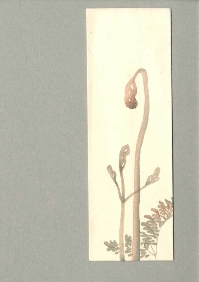 画像1: 木版　絵封筒 　蕨　わらび　草花
