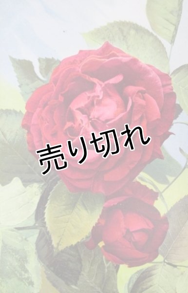 画像1: 昔の絵葉書　薔薇 Ｇ (1)