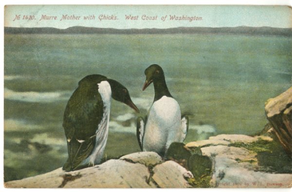 画像1: 絵葉書　No.1410. Murre Mother with Chicks. West Coast of Washington. (1)