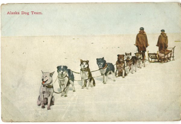 画像1: 絵葉書　Alaska Dog Team. (1)